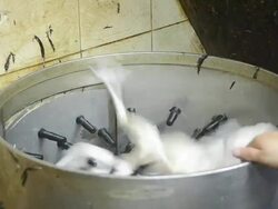 People Use Machine Pluck Chicken Stock Footage