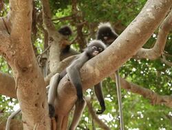 Dusky Leaf Monkey Stock Footage