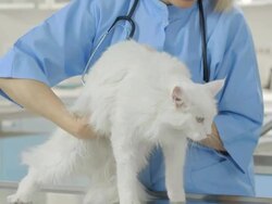 Veterinarian Examining A Cat Stock Footage