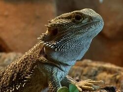 bearded dragon Stock Footage