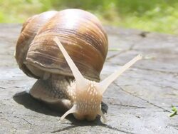 Curious Snail Stock Footage