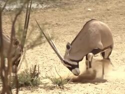 OryxAntelopes Stock Footage