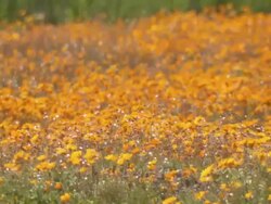 MS Shot of Mass of orange Namaqualand daisies / Namaqualand, Northern Cape, South Africa Stock Footage