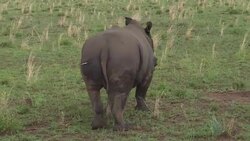 VOICED : FILE: Protecting the world's rhinos by chopping off their horns News Clip