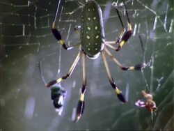 CU spider moves towards its prey wrapped in silk on web, zooms in, spider picks up prey, Panama. Stock Footage