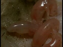 BCU litter of newborn young of Grey short-tailed Opossum suckling Stock Footage