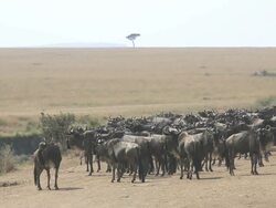 Great Wildebeest Migration in Kenya Stock Footage