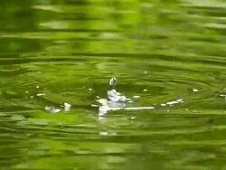 Slow motion of water droplets on a pond Stock Footage