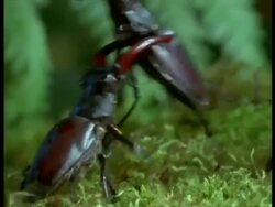 CU Male Stag Beetle (Lucanus cervus) lifting another backwards, England Stock Footage