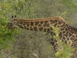 MS TS Shot of giraffe browsing and observing / Okavango Delta, North-West District, Botswana Stock Footage