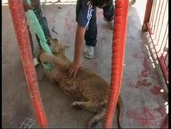 Lions, monkeys smuggled through tunnels  to Gaza zoo Instructional Video