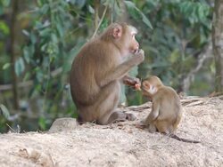 Monkeys Stock Footage