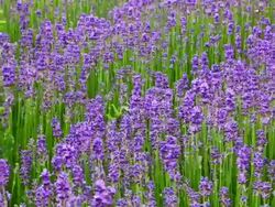 Lavender Stock Footage