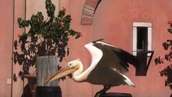 Pelican Stock Footage
