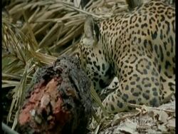 MCU Jaguar eating in undergrowth, South America Stock Footage