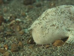 Frogfish, White, dangles lure, watches for prey, Indonesia  Stock Footage