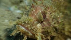 Scorpion fish on coral reef Stock Footage