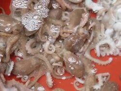 Live octopus for sale at Fish Market Stock Footage