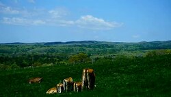 Extended farm lands and dairy cattle feeding green grasses Stock Footage