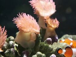 Nemo Clownfish Stock Footage