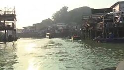 CLEAN : Hong Kongs pink dolphins at risk of disappearing News Clip