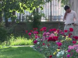 MS ZO Man watching pink and red flowers in  local flower garden  AUDIO / Kabul, Kabul, Afghanistan Stock Footage