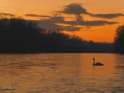 HD: Swan On The River Stock Footage