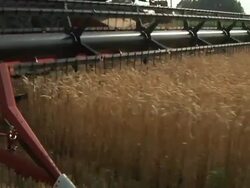 MS POV Farmer cutting a wide path of winter wheat with combine during summer harvest / Dansville, Michigan, United States Stock Footage
