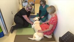 VOICED : Acupuncture? Hydrotherapy? Pets in America now get human treatment News Clip