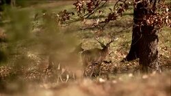 A buck with trophy antlers and a doe deer walk through a forest of trees. Stock Footage