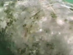 MS CU View of along manatee body  AUDIO / Florida, United States  Stock Footage