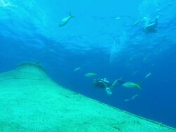 Divers descend to Fish farm, Yellowtail snapper, Ocyurus chrysurus, Bahamas  Stock Footage