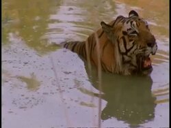 MS Royal Bengal tiger, Panthera tigris tigris, lying in waterhole panting, Bandhavgarh National Park, India Stock Footage