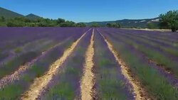 Lavender field in Provence Stock Footage
