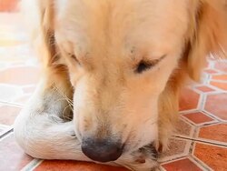 Golden Retriever Dog Scratching His Itchy Foot Stock Footage