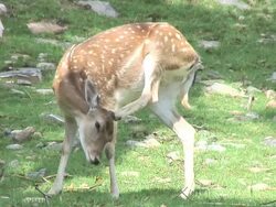 Beautiful deer. Stock Footage