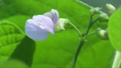 Growing tradition for Chinese families at Yale University Instructional Video