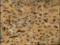 CU High angle, Spadefoot Toad (Scaphiopus) tadpoles in shallow muddy pool, USA Stock Footage