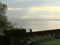Vervet Monkeys (Chlorocebus pygerythrus) sitting on garden wall at dusk, Kenya Stock Footage