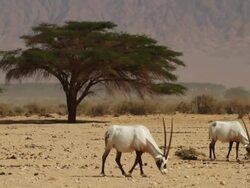 Arabian Oryx (Oryx leucoryx) 2 adults near big acacia tree Stock Footage