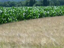 WS Shot of hordeum vulgare, zea mays, barley / Serrig, Rhineland-Palatinate, Germany Stock Footage