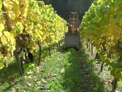 MS Shot of grape harvest in vineyard at Saar Valley / Serrig, Rhineland Palatinate, Germany Stock Footage