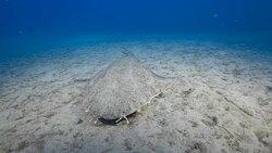 Clouded angelshark Stock Footage
