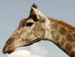 MS Giraffe / Johannasburg, South Africa Stock Footage