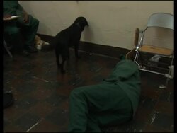 Prison inmates train dogs for the disabled Instructional Video