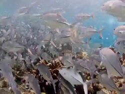 TrevallyJack Closed Up Stock Footage