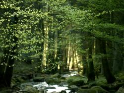 PAN Small Creek in Sunny Forest (4K/UHD to HD) Stock Footage