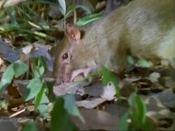 Agouti, MCU agouti buries Dipteryx seed amongst leaf litter on ground, zooms in . . ..  Panama. Stock Footage