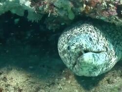 CU Paint spotted moray eel lying on under ledge pushing water over gills / Matola, Maputo, Mozambique Stock Footage
