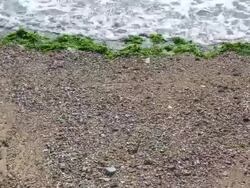 Shot of sea lettuce coming from beach Stock Footage